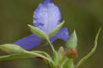 Virginia spiderwort